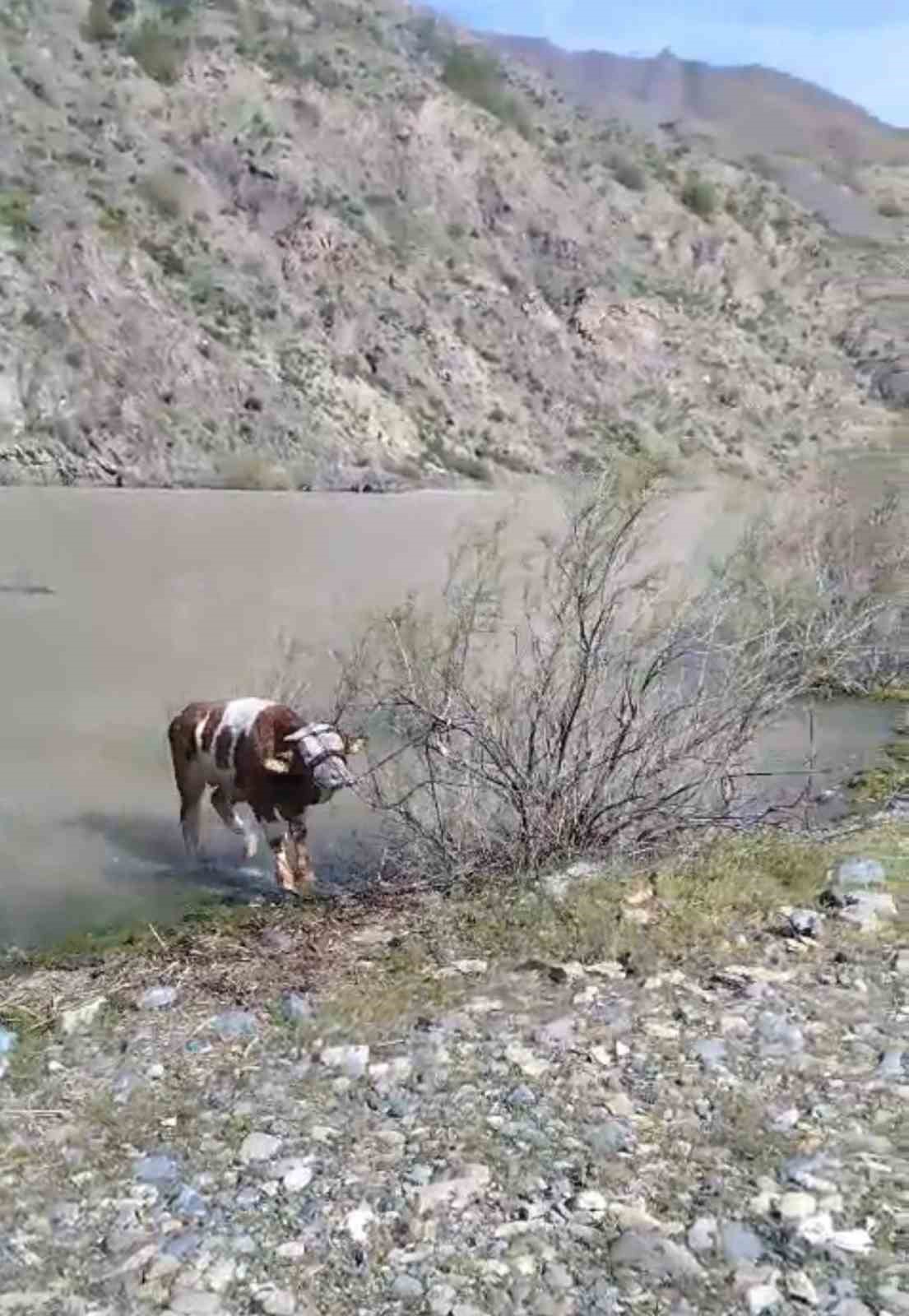 Bu sefer balık değil tosun yakaladılar
