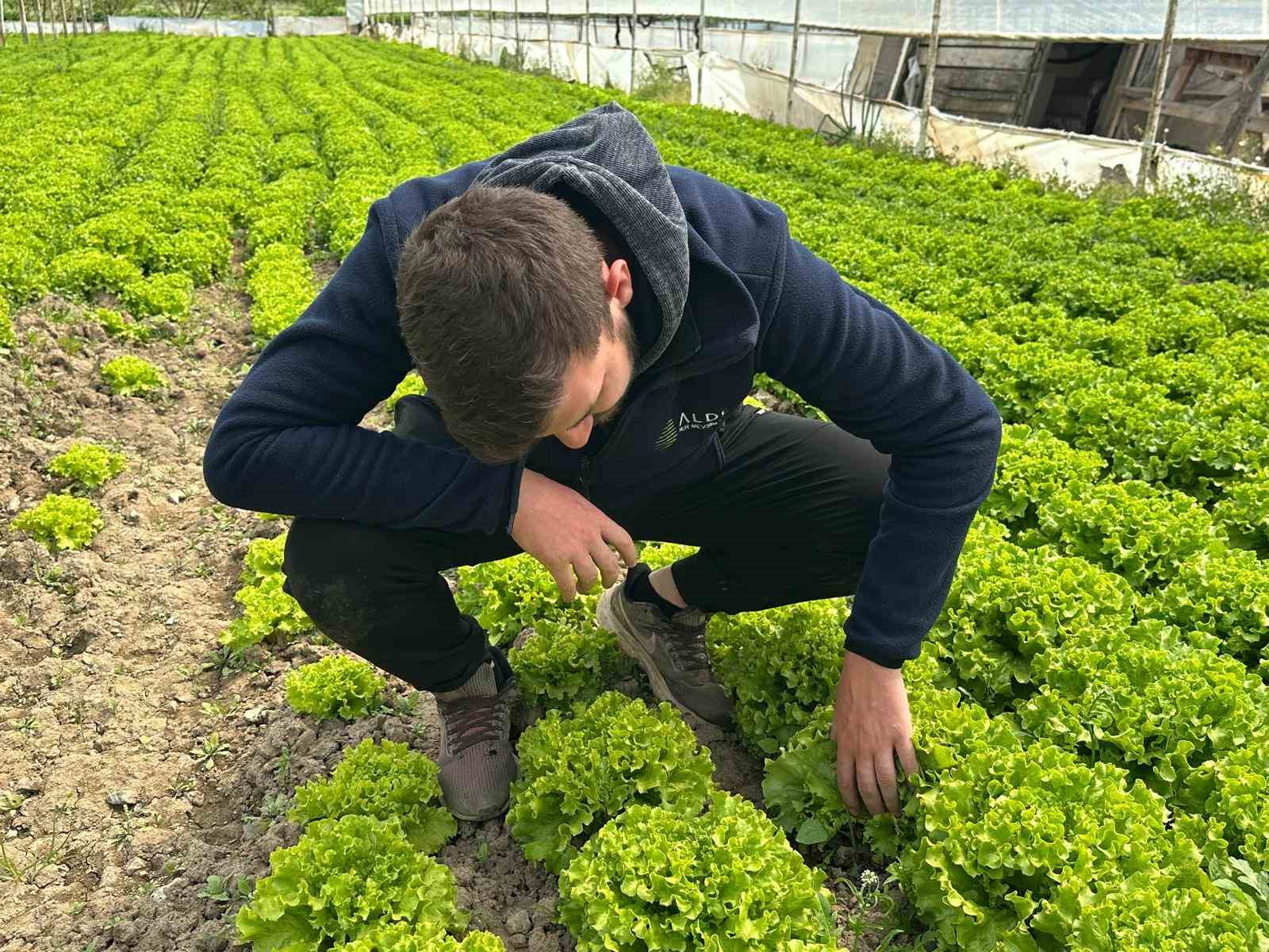 Bu sefer tarladan güzel haber geldi...35 liraya tarladan satılan marul yüzleri güldürdü
