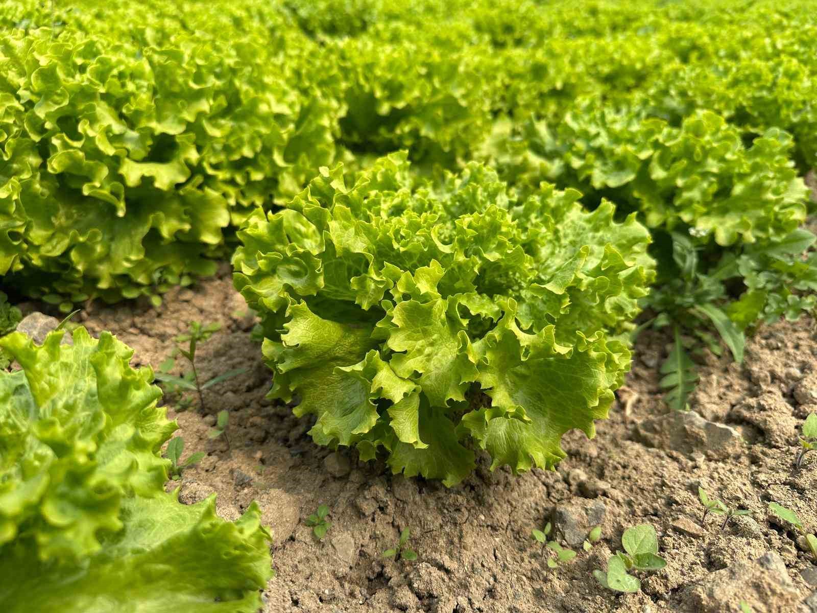 Bu sefer tarladan güzel haber geldi...35 liraya tarladan satılan marul yüzleri güldürdü
