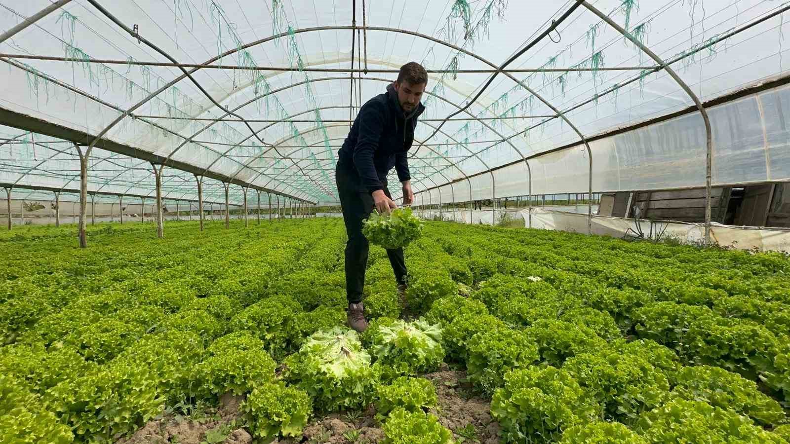 Bu sefer tarladan güzel haber geldi...35 liraya tarladan satılan marul yüzleri güldürdü

