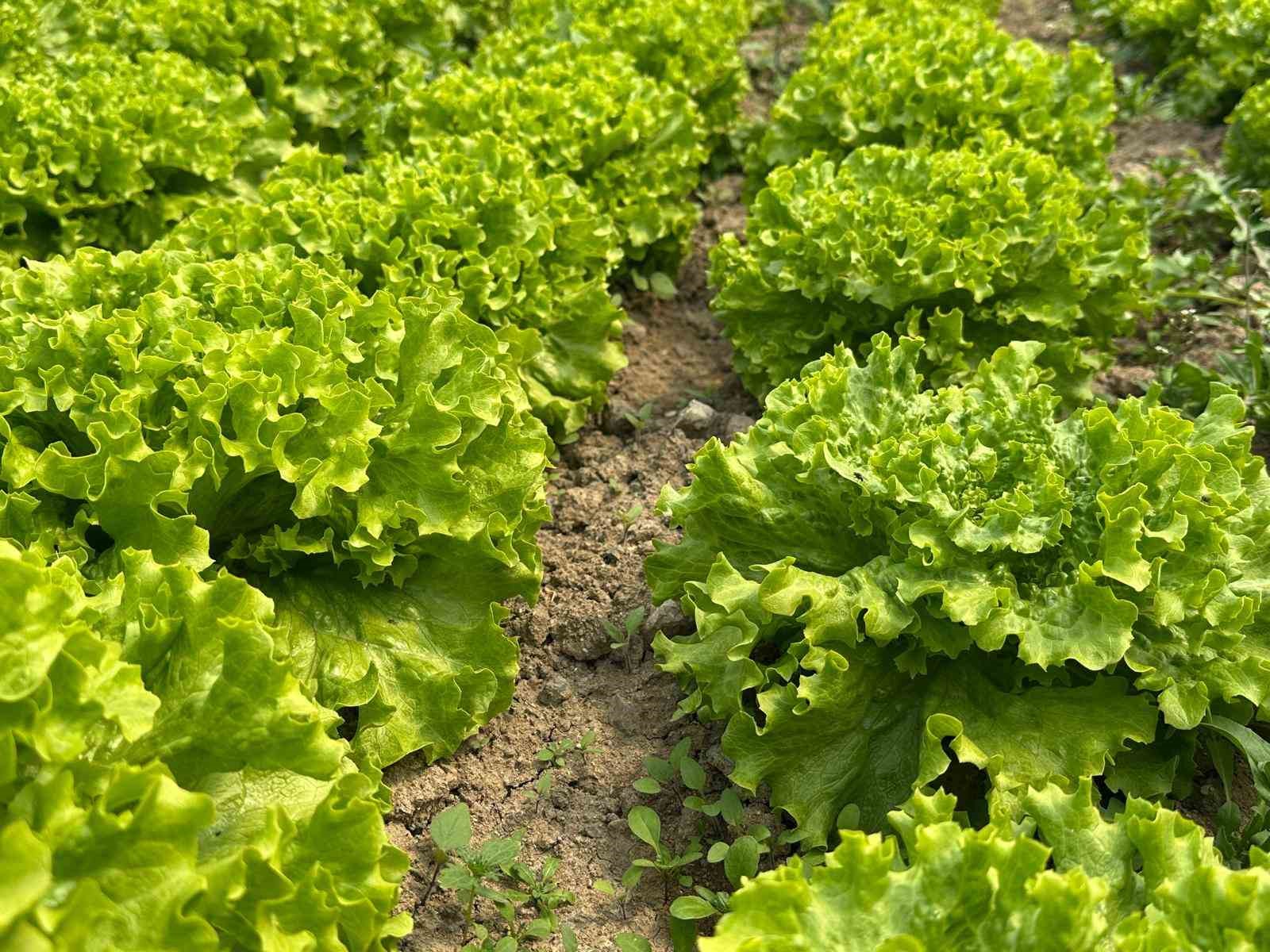 Bu sefer tarladan güzel haber geldi...35 liraya tarladan satılan marul yüzleri güldürdü
