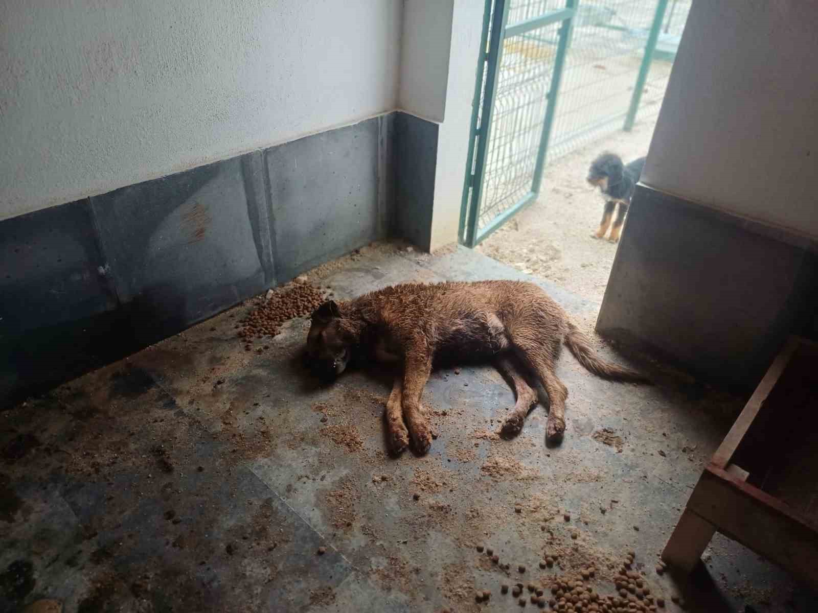 Bucak Belediyesi Sokak Hayvanları Bakımevi ve Rehabilitasyon Merkezi’nde feci görüntüler
