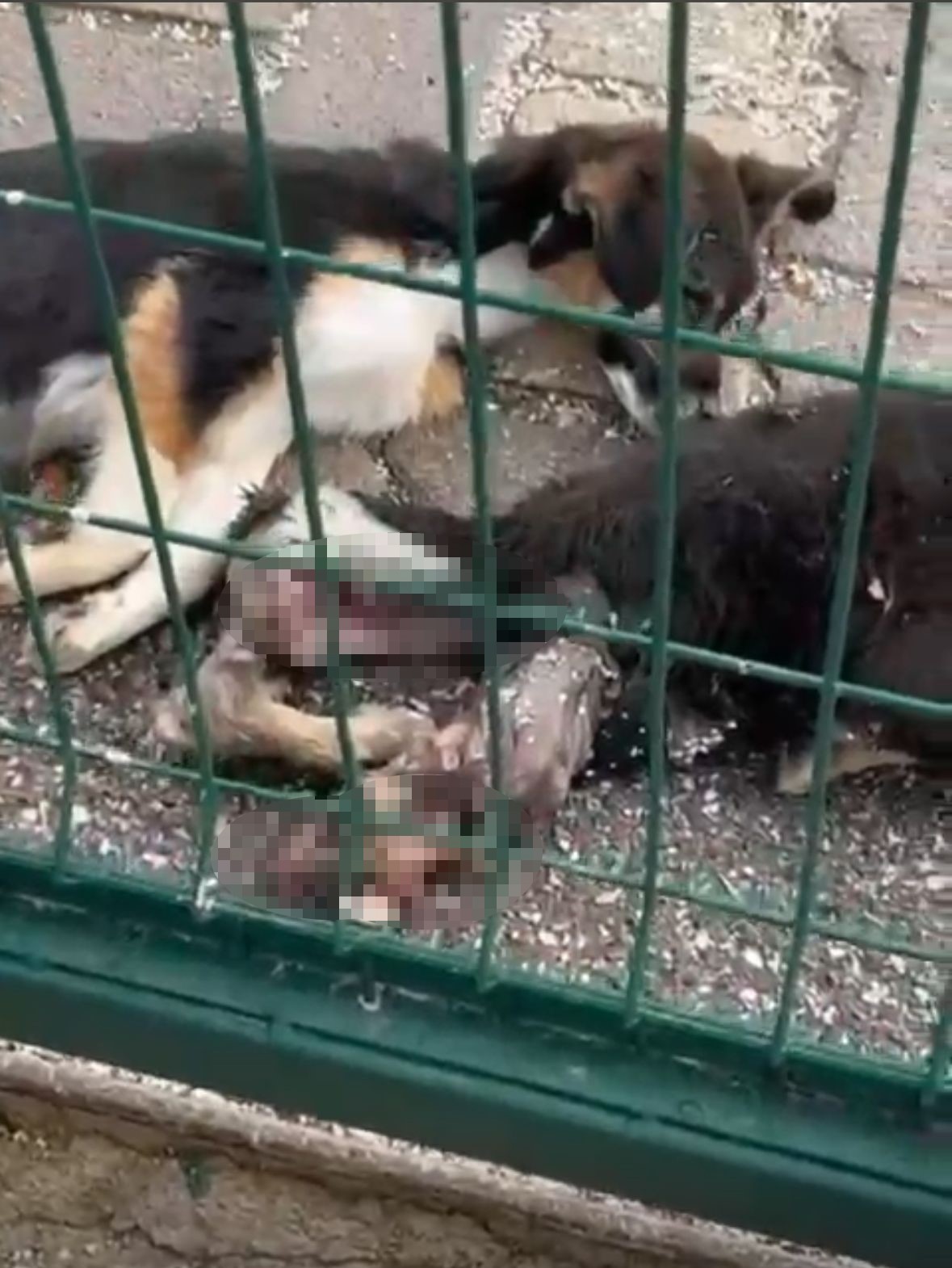 Bucak Belediyesi Sokak Hayvanları Bakımevi ve Rehabilitasyon Merkezi’nde feci görüntüler
