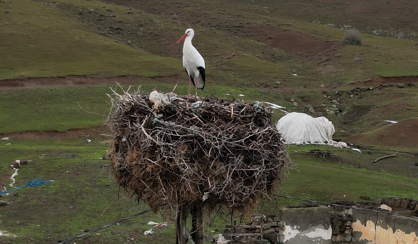 Budaklı köyünde göç etmeyen leylek yıllardır aynı yuvada
