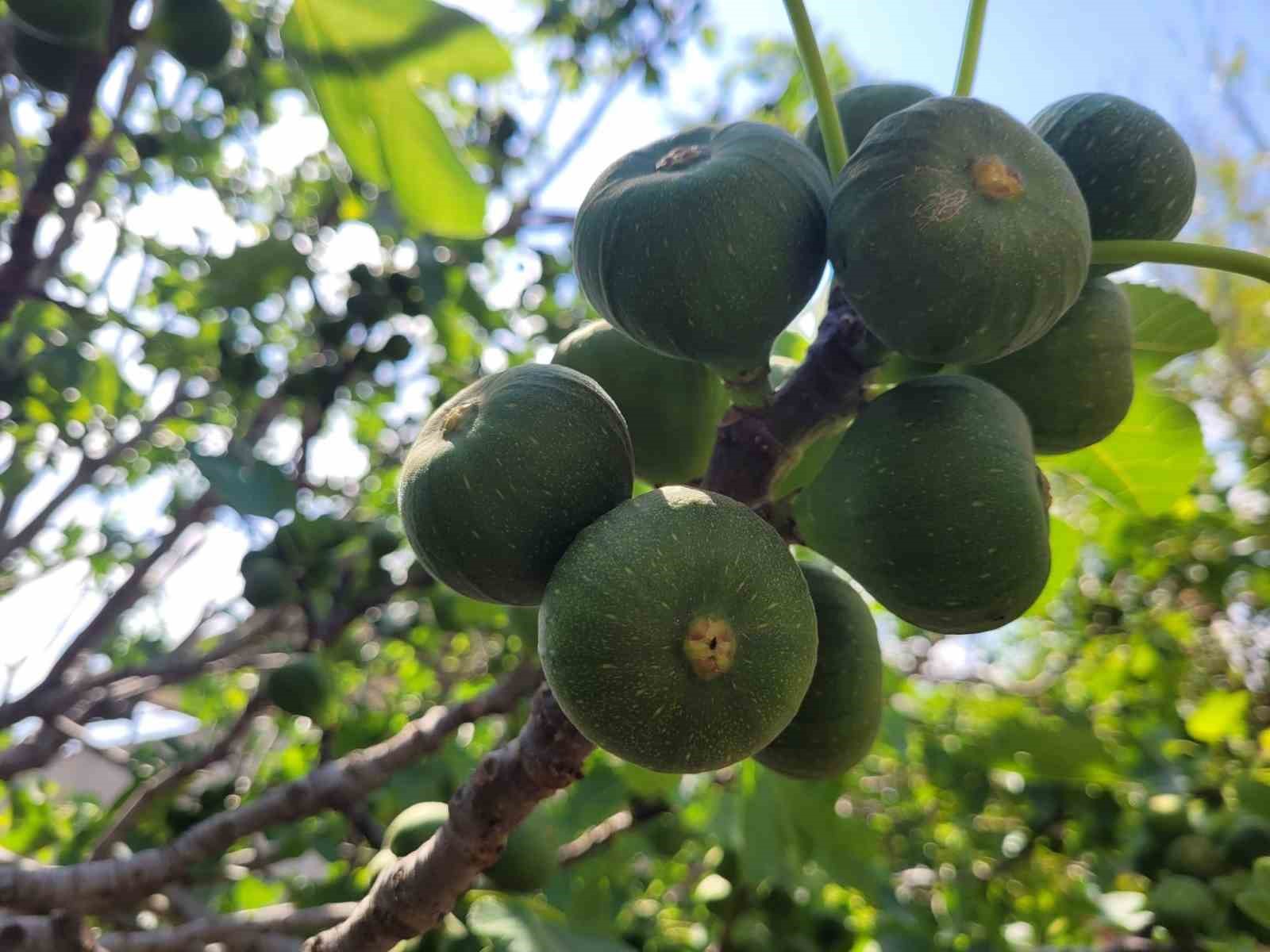 Buharkent’te ilek bahçeleri kontrol edildi
