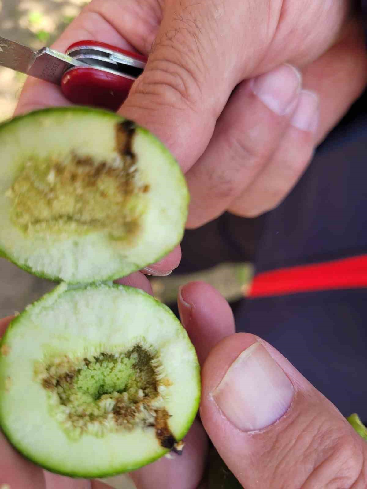 Buharkent’te ilek bahçeleri kontrol edildi
