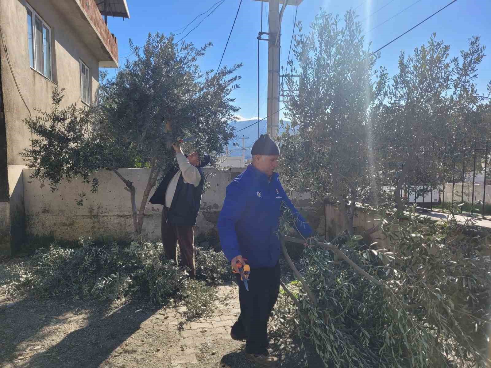 Buharkent’te kursiyerler zeytin ağaçları başında ter döktü
