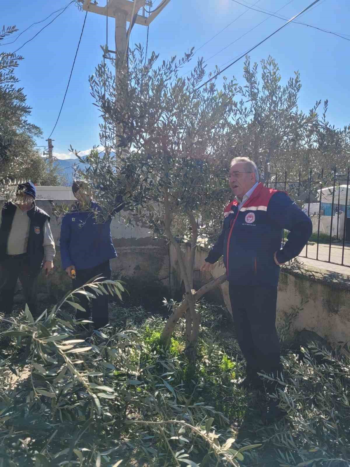 Buharkent’te kursiyerler zeytin ağaçları başında ter döktü
