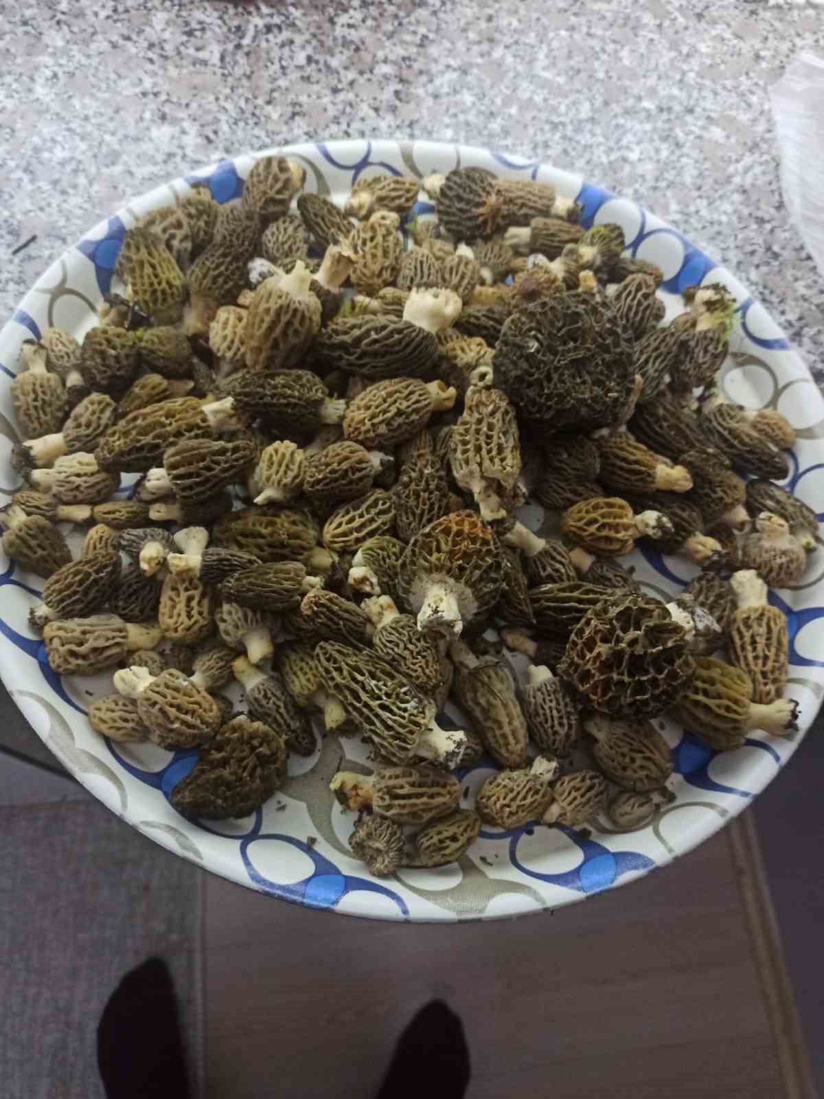 Buldan ormanlarında kuzugöbeği bereketi
