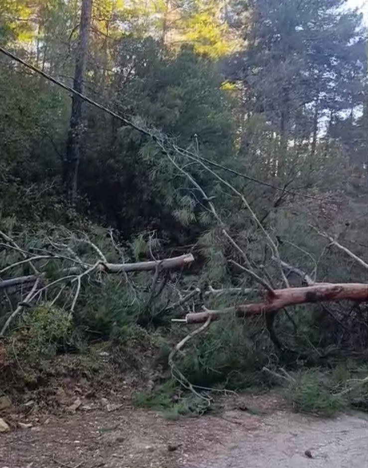 Buldan’da fırtınadan devrilen ağaçlar yolu kapattı

