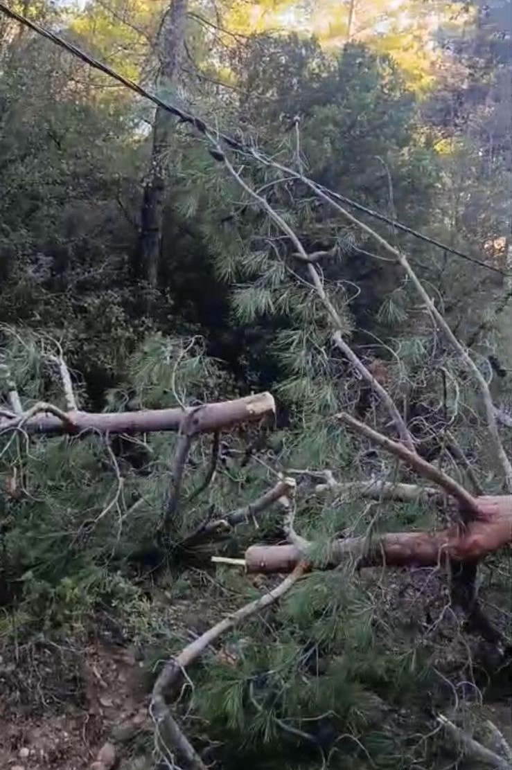 Buldan’da fırtınadan devrilen ağaçlar yolu kapattı
