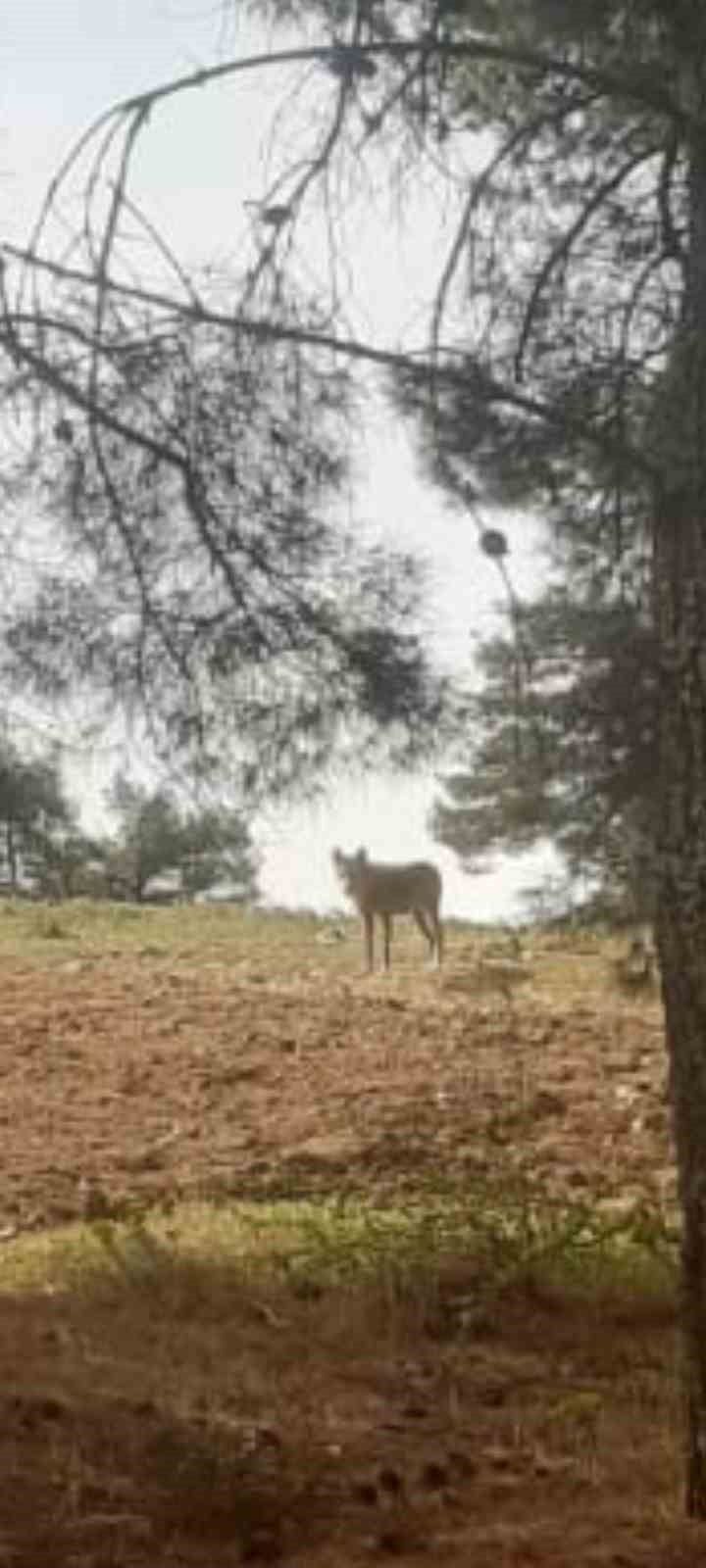Buldan’da kurt bir kez daha görüldü

