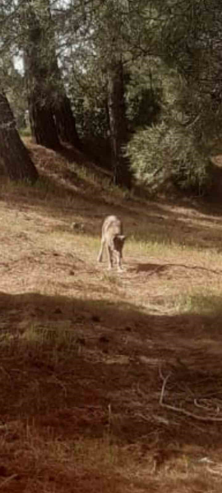 Buldan’da kurt bir kez daha görüldü
