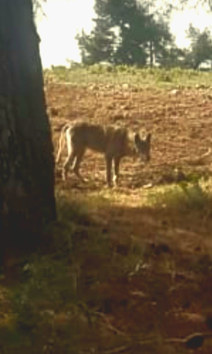 Buldan’da kurt bir kez daha görüldü
