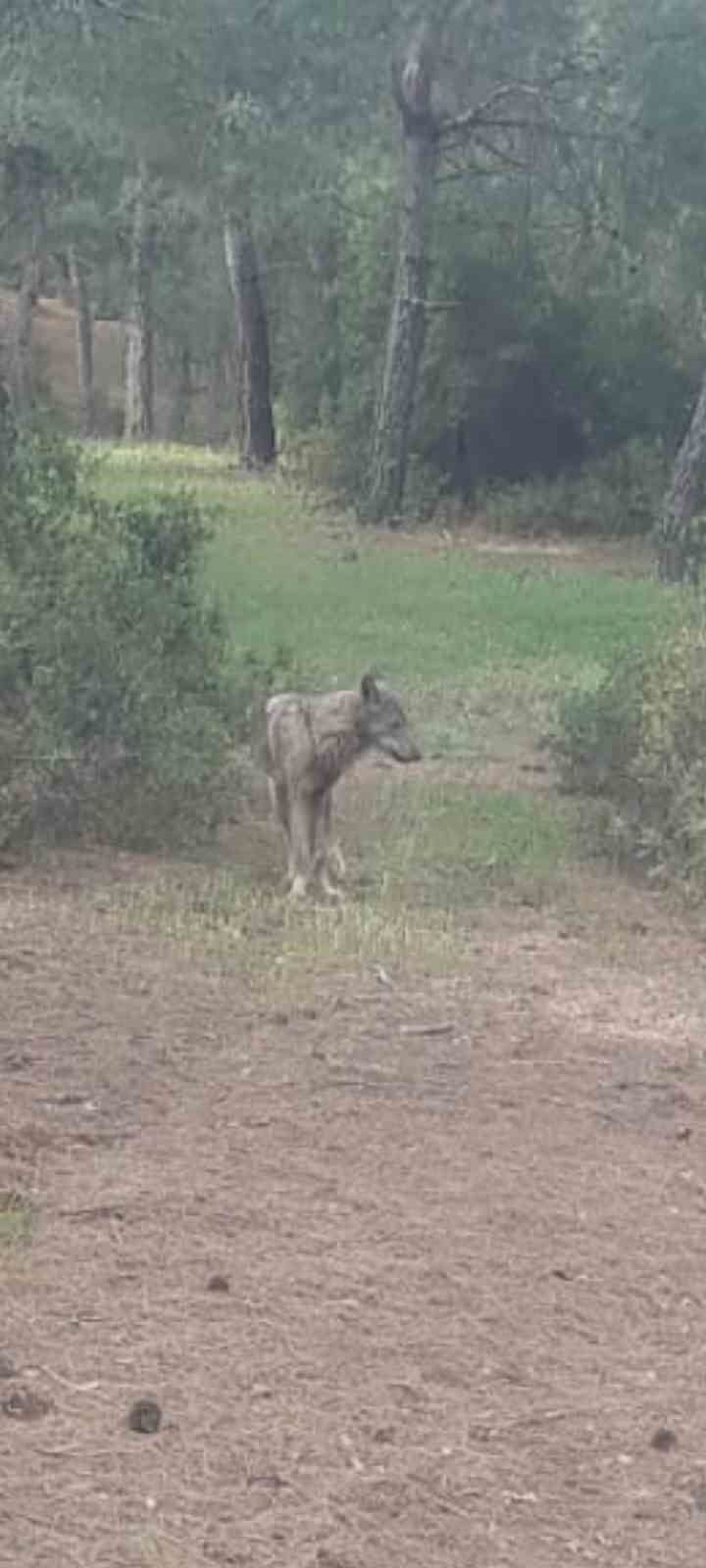 Buldan’da kurt bir kez daha görüldü
