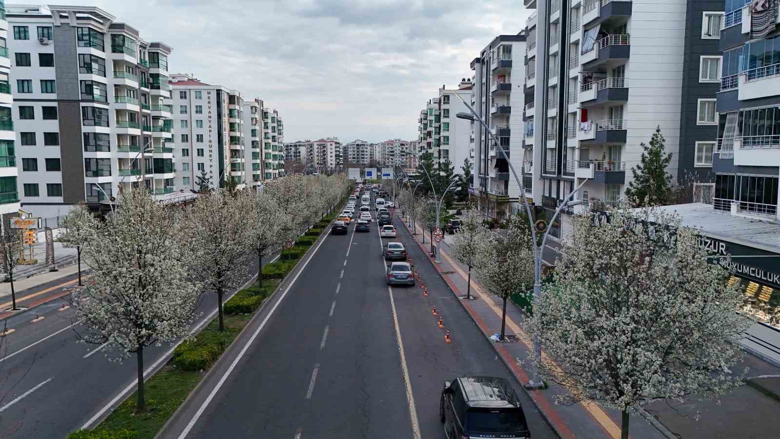 Bulvarlar süs armutlarıyla görsel şölene dönüştü
