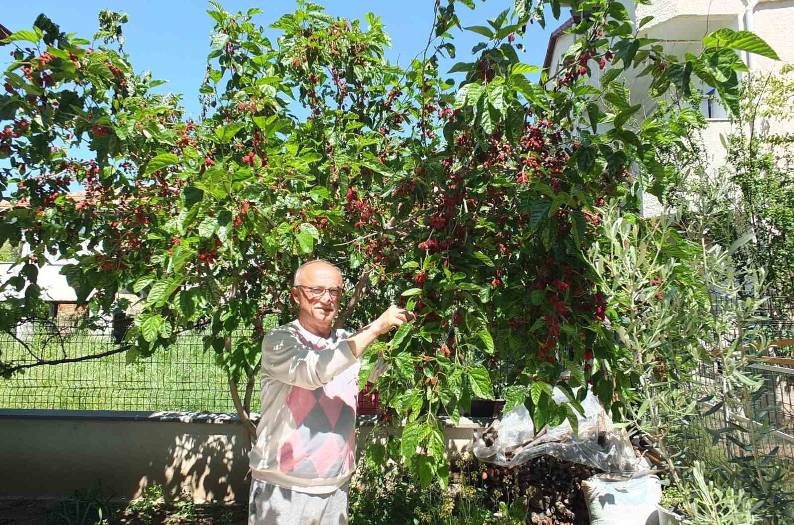 Burhaniye’de baharın ilk meyveleri dutlar kendini gösterdi
