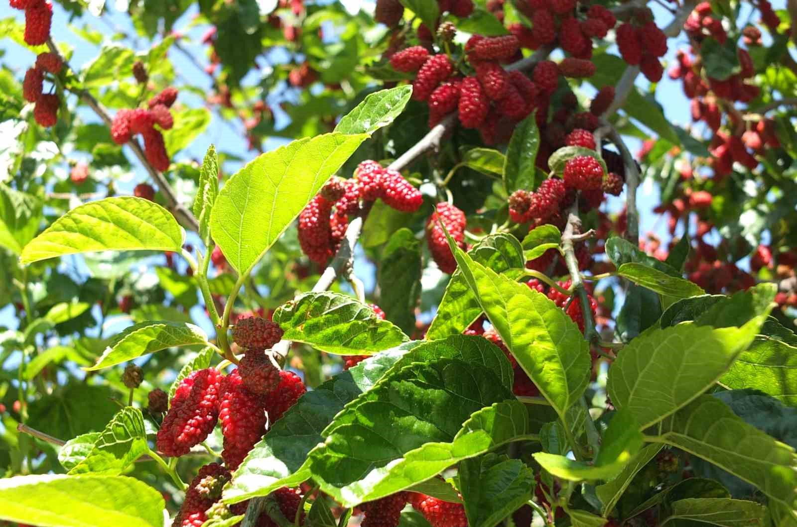 Burhaniye’de baharın ilk meyveleri dutlar kendini gösterdi
