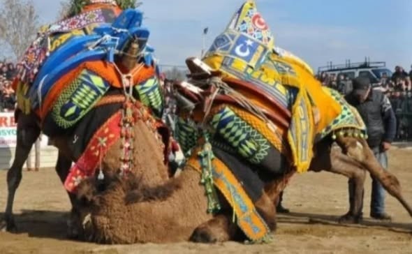 Burhaniye’de deve güreşleri Pelitköy sahasında yapılacak
