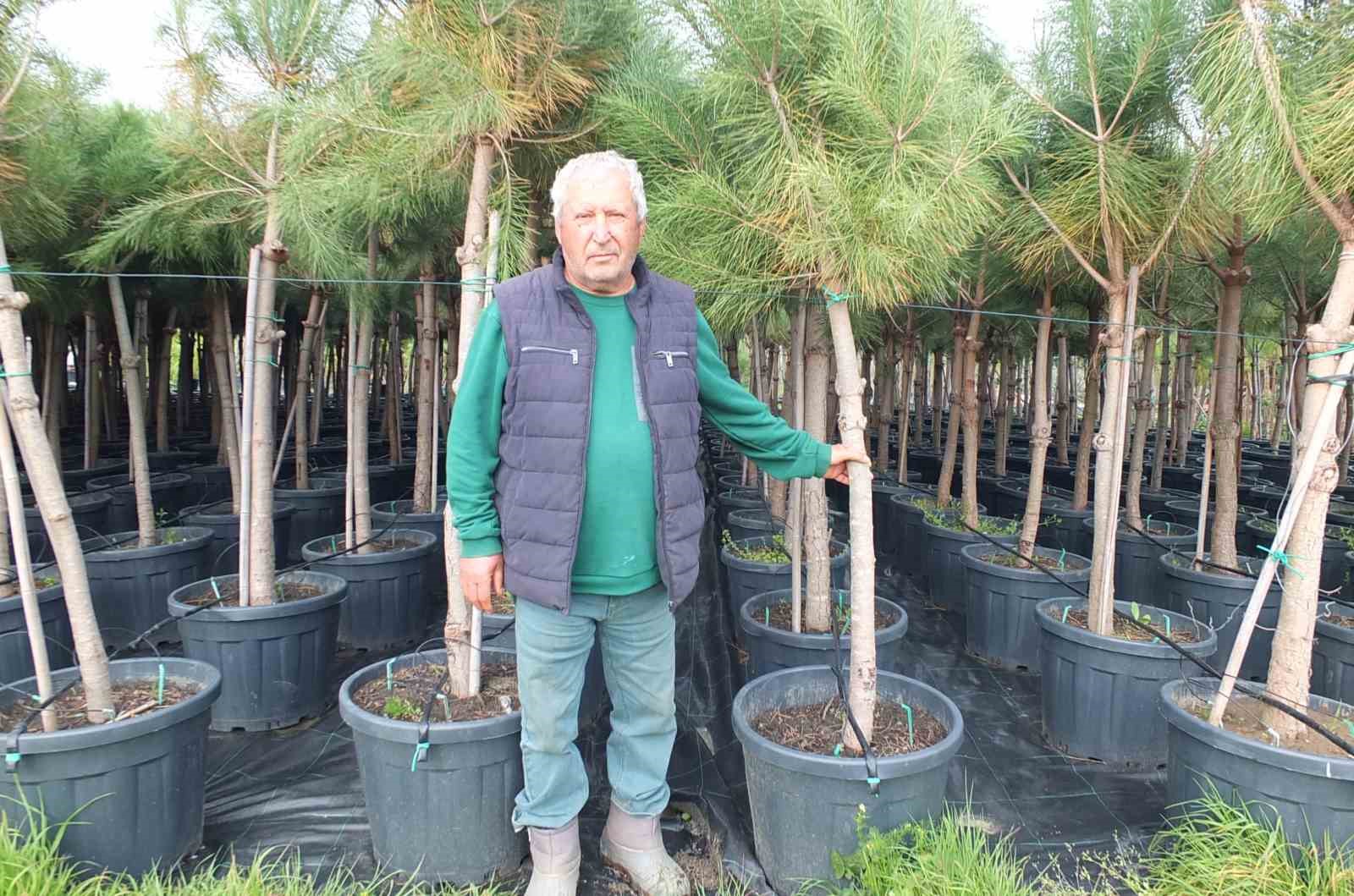 Burhaniye’de emekli banka müdürü, fıstık çamı yetiştiricisi oldu
Burhaniye’de emekli banka müdürü, fıstık çamı yetiştiricisi oldu
