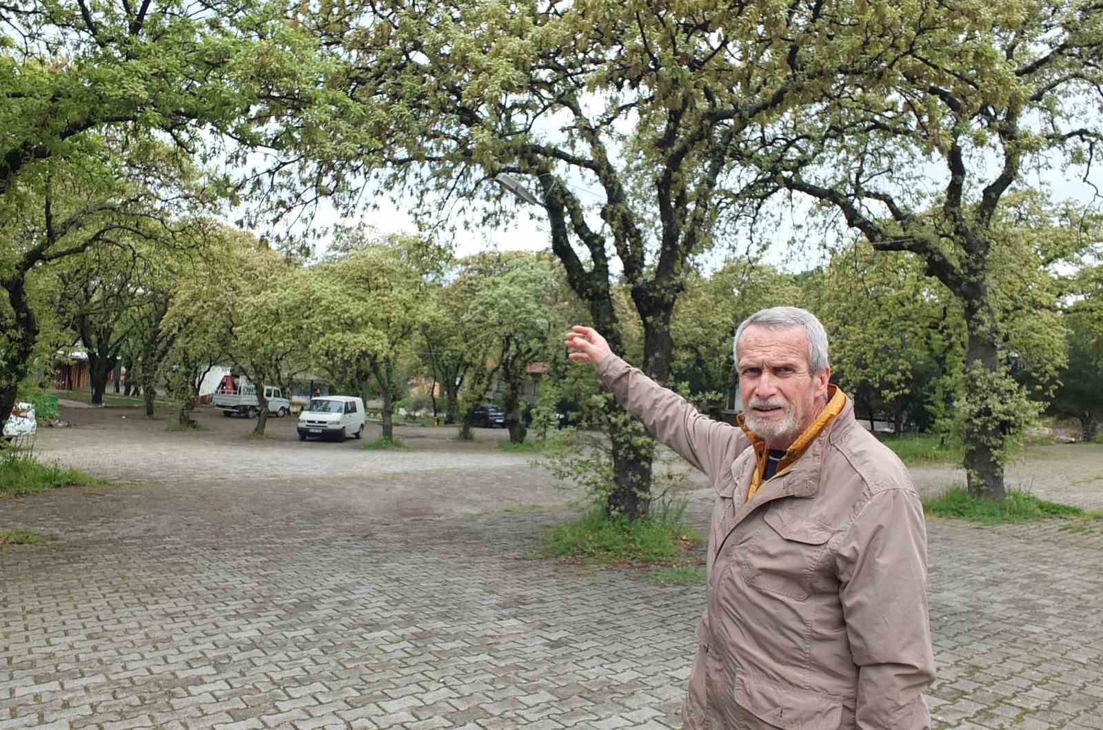 Burhaniye’de tescilli tarihi meşeler Ören’e güzellik katıyor
