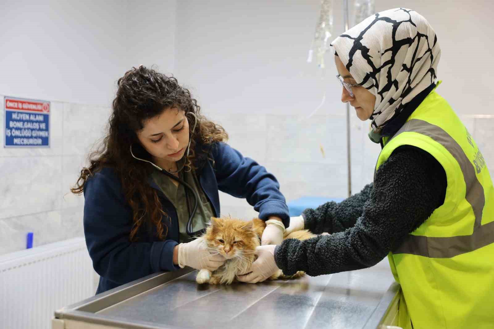 Bursa Büyükşehir Belediyesi patili dostların yanında
