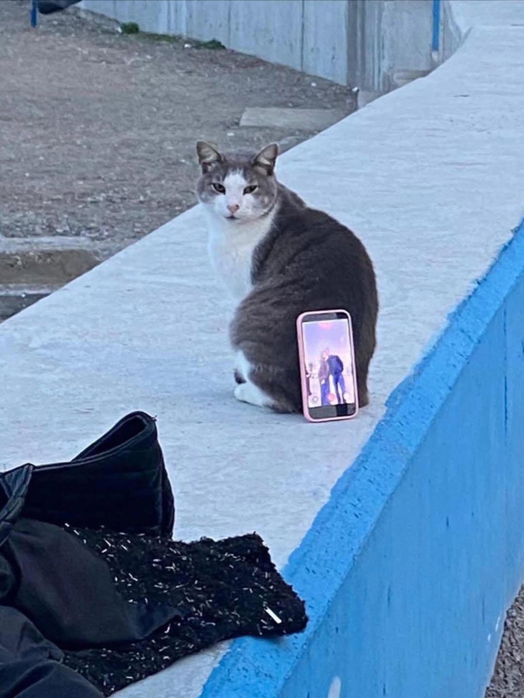 Bursa sahilinde ilginç fotoğraf çözümü: Tripod yerine kedi kullandılar
