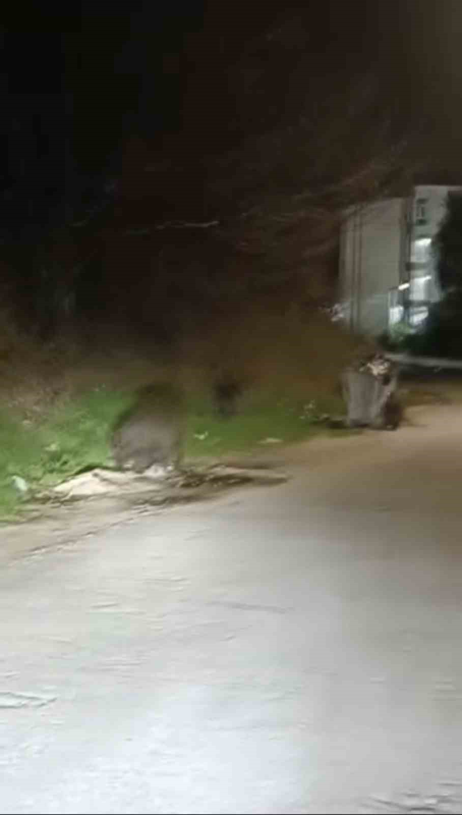 Bursa’da aç kalan domuz sürüsü şehre indi
