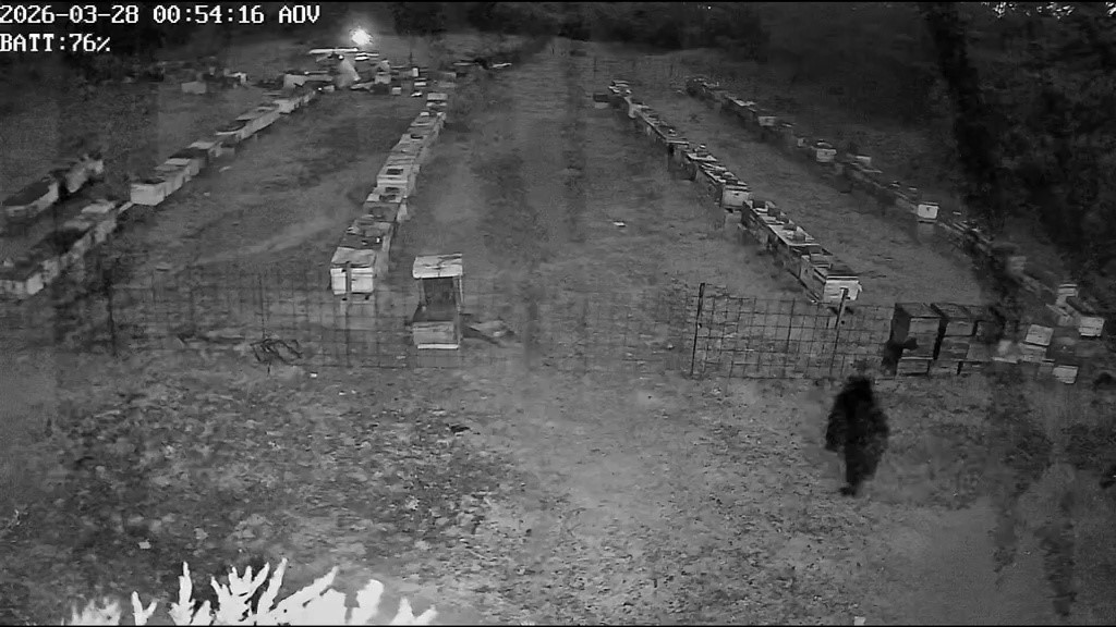 Bursa’da arı kovanlarına ayı saldırısı
