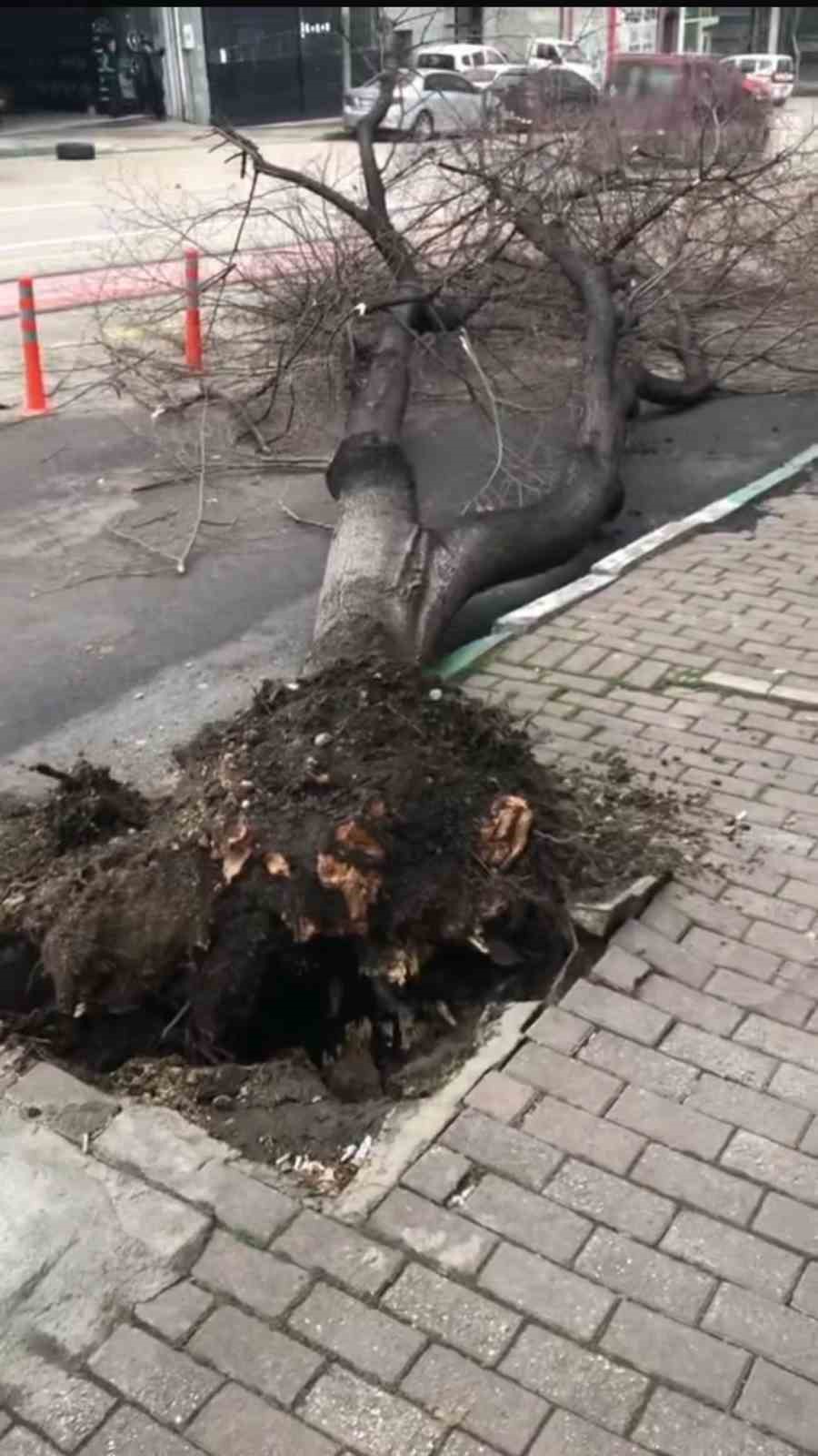 Bursa’da çatı ve prefabrik evler böyle uçtu, ağaçlar kırıldı
