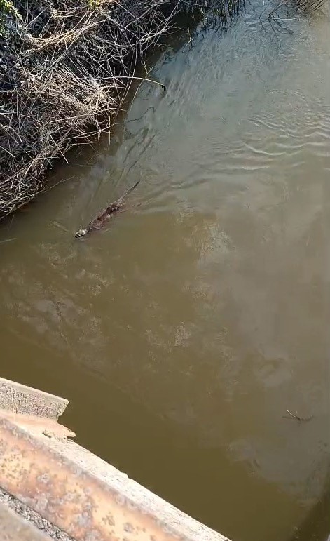 Bursa’da deredeki su samuru şaşırttı
