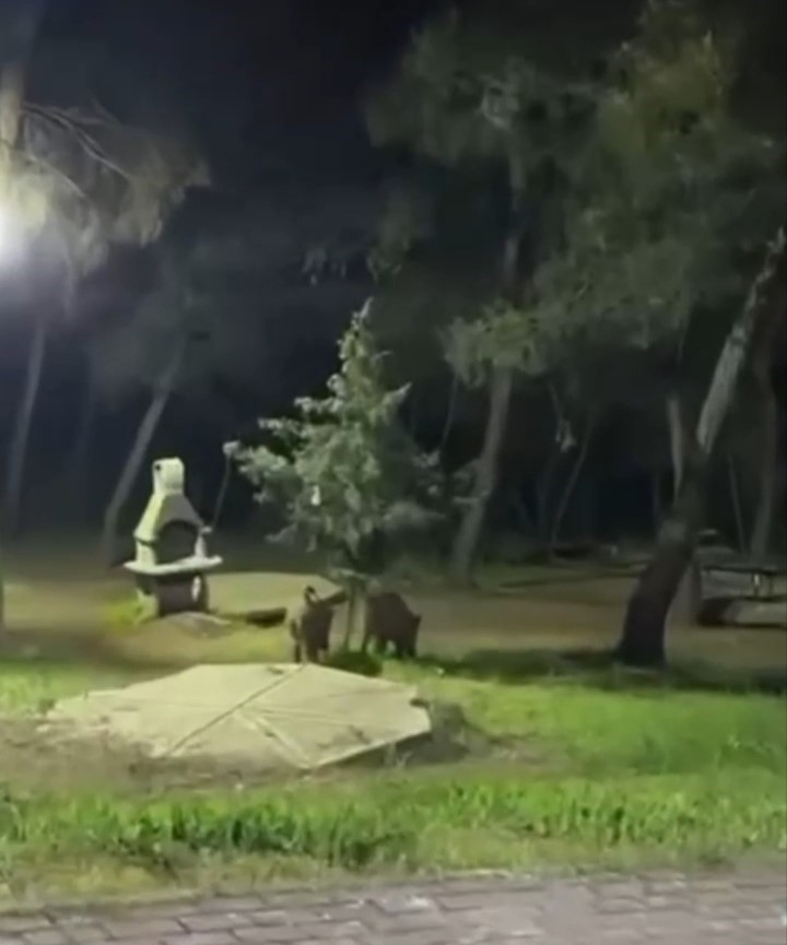 Bursa’da domuzlar piknik alanlarına indi
