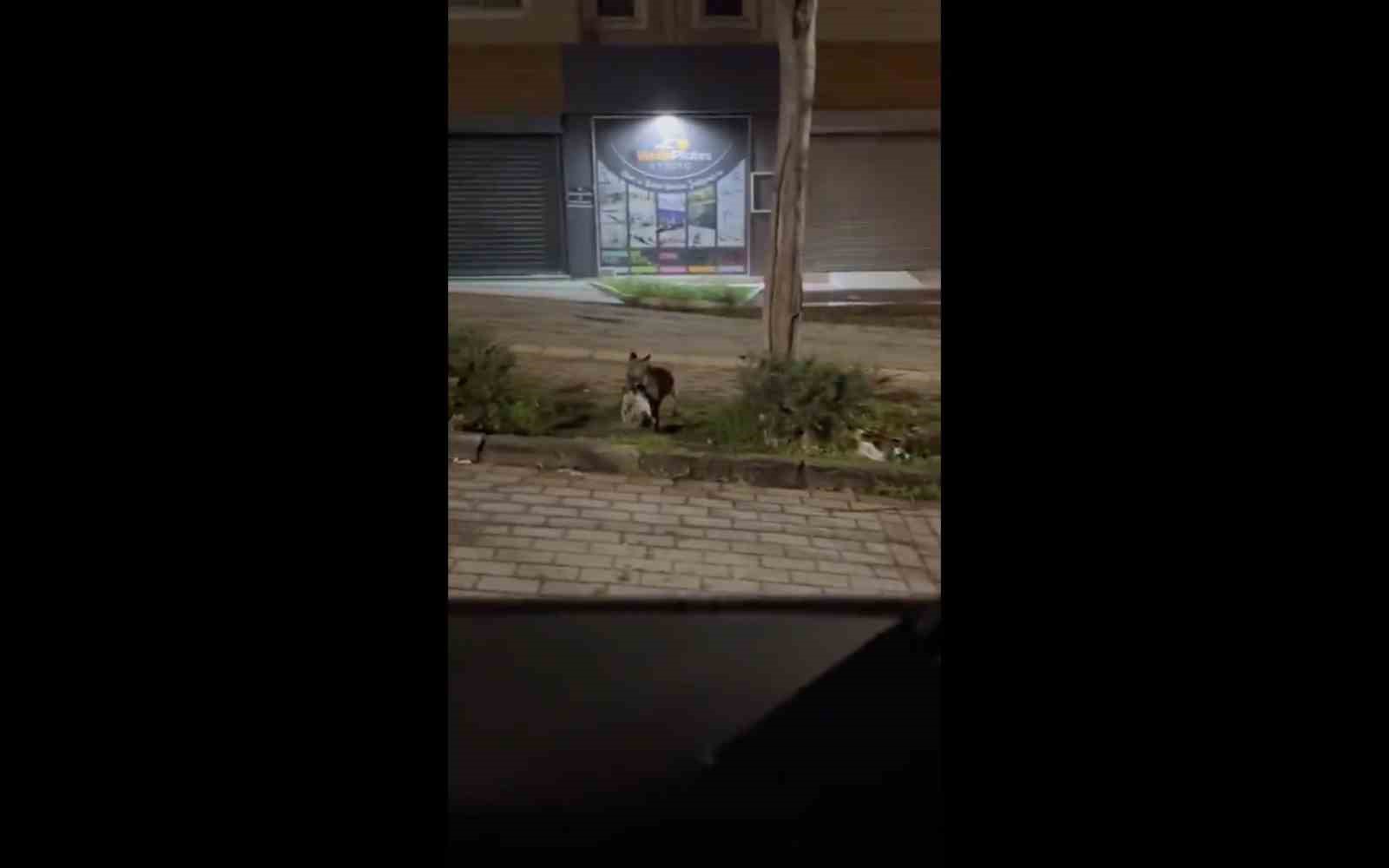 Bursa’da gece yarısı tilki, ağzında kediyle sokakta görüntülendi
