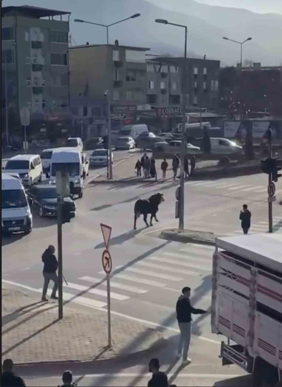 Bursa’da kaçan boğa trafiği karıştırdı, Ankara yolunda metrelerce koştu
