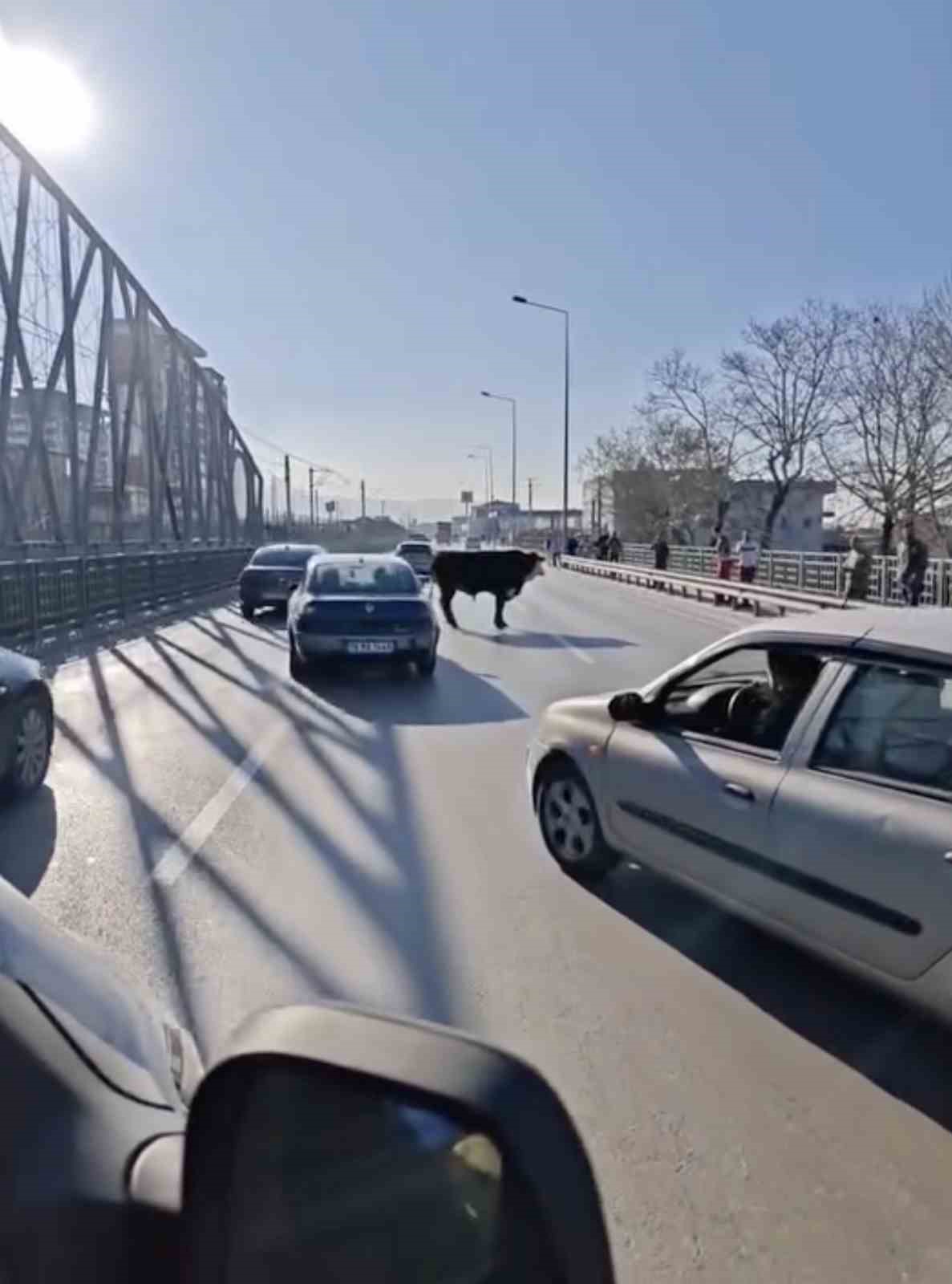 Bursa’da kaçan boğa trafiği karıştırdı, Ankara yolunda metrelerce koştu
