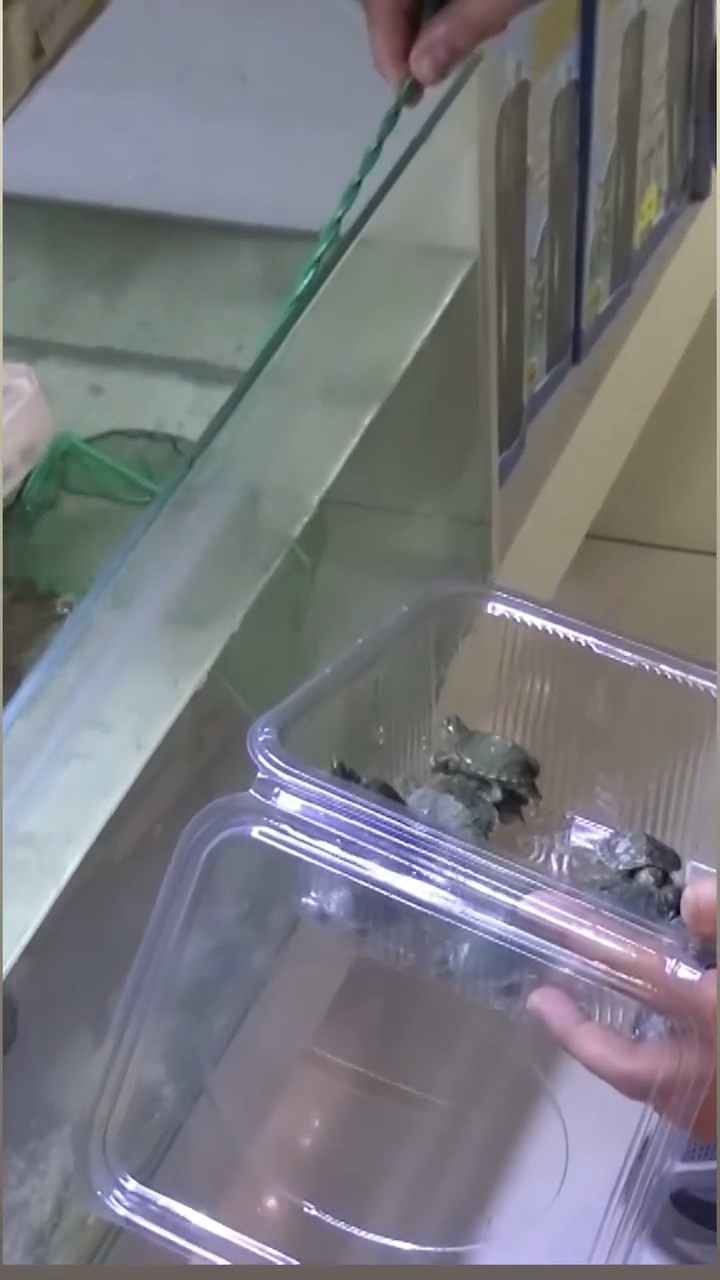 Bursa’da kaplumbağa operasyonu
