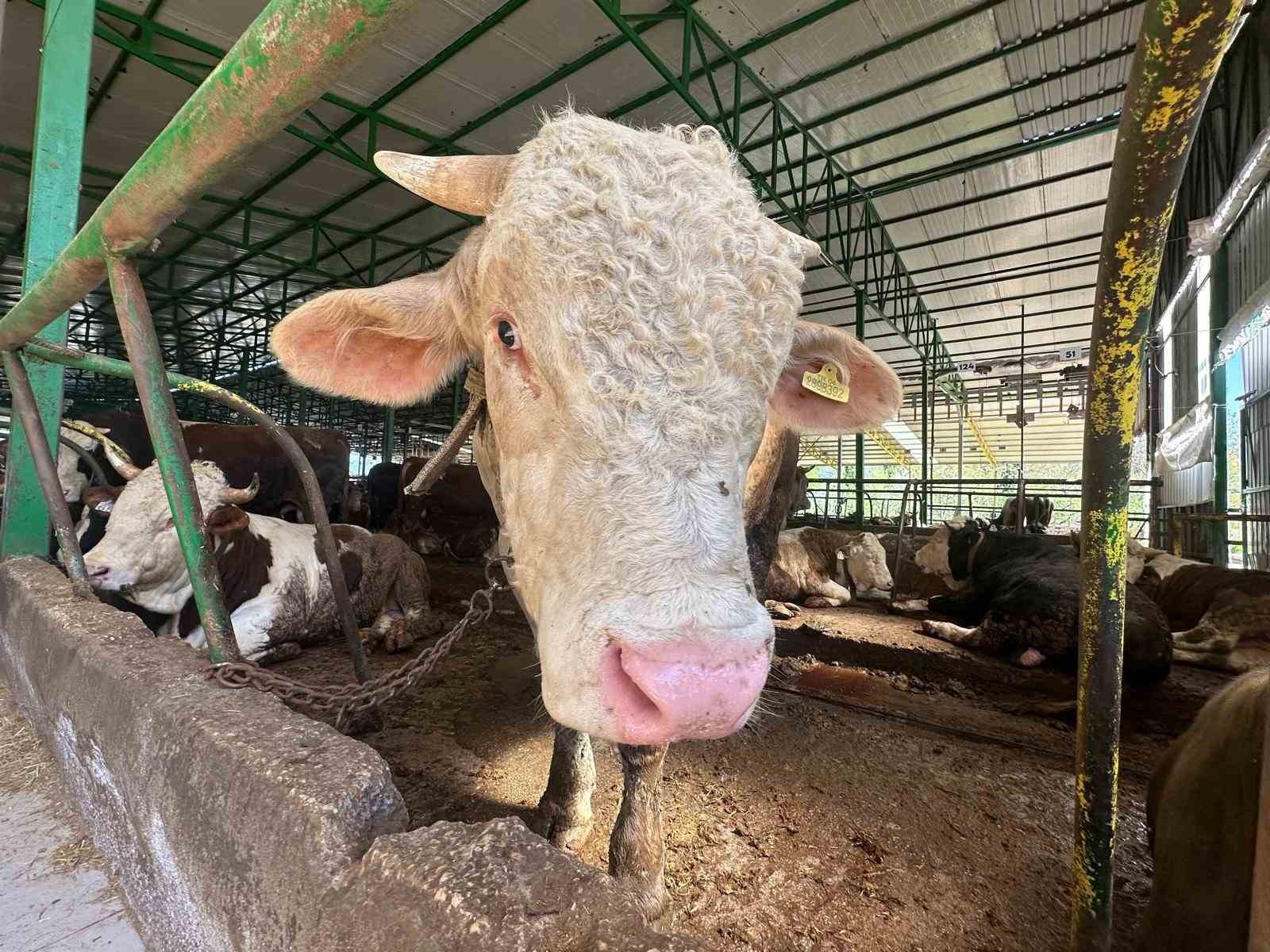 Bursa’da kurban hareketliliği: Tonluk boğayı 400 bin liraya sattı
