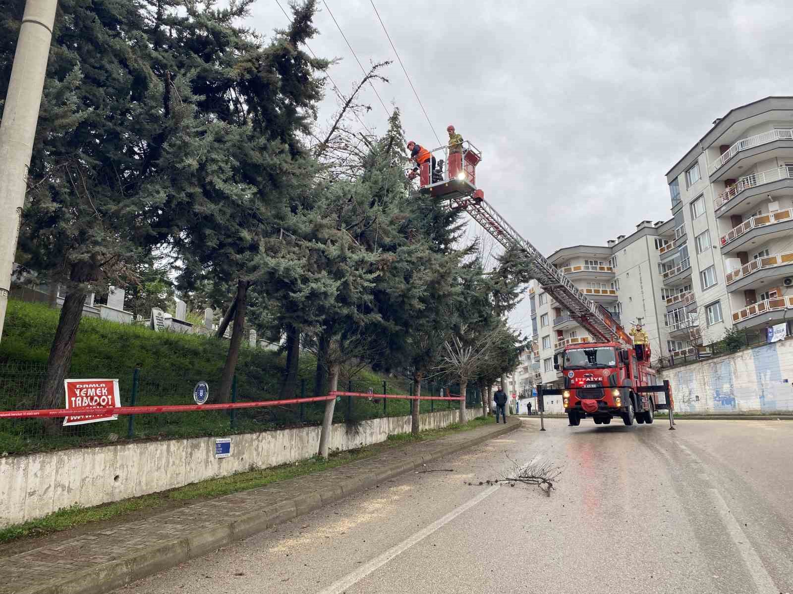 Bursa’da lodos ağacı devirdi, elektrik hatları zarar gördü
