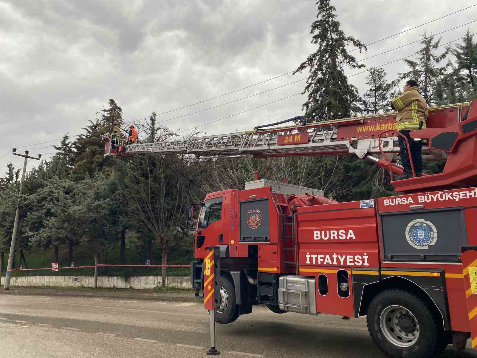 Bursa’da lodos ağacı devirdi, elektrik hatları zarar gördü
