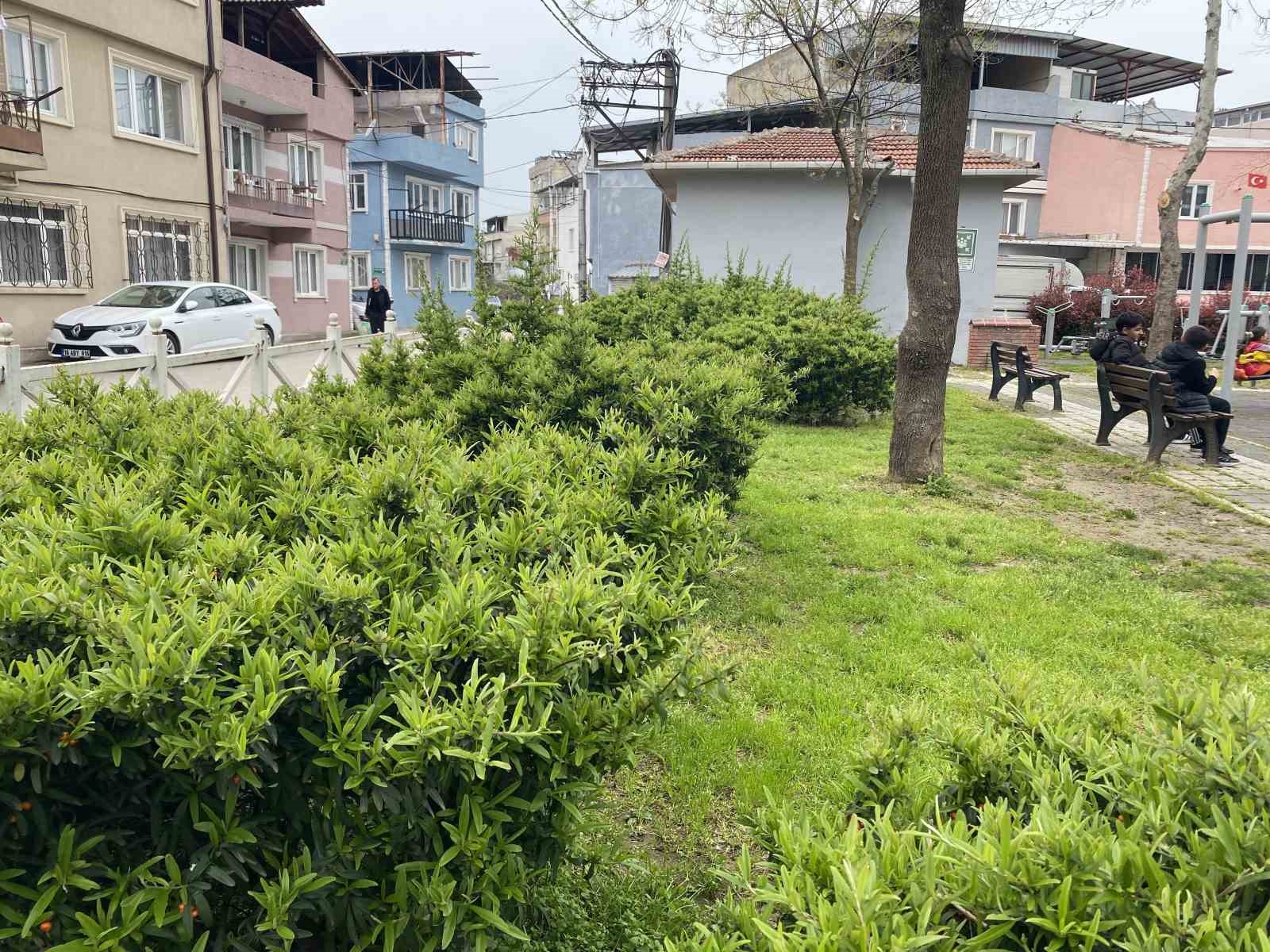 Bursa’da parkta toplanan bitki az kalsın faciaya yol açıyordu
