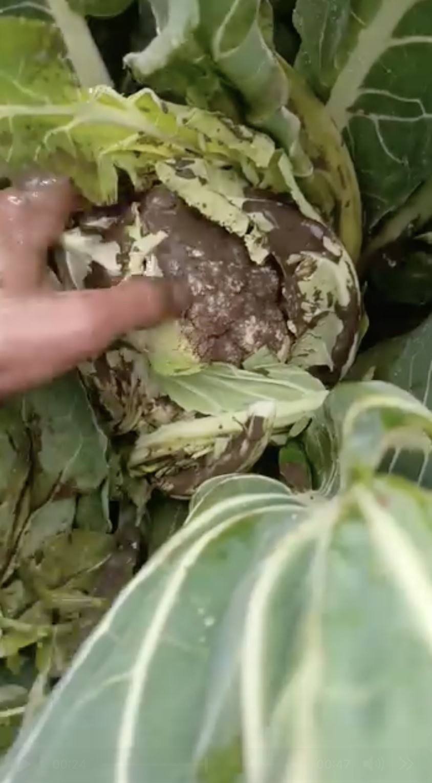 Bursa’da sağanak yağış tarımı vurdu
