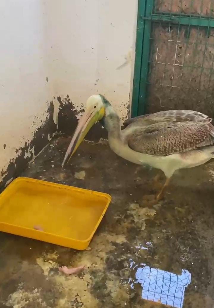 Bursa’da tedavisi tamamlanan ak pelikan doğaya salındı
