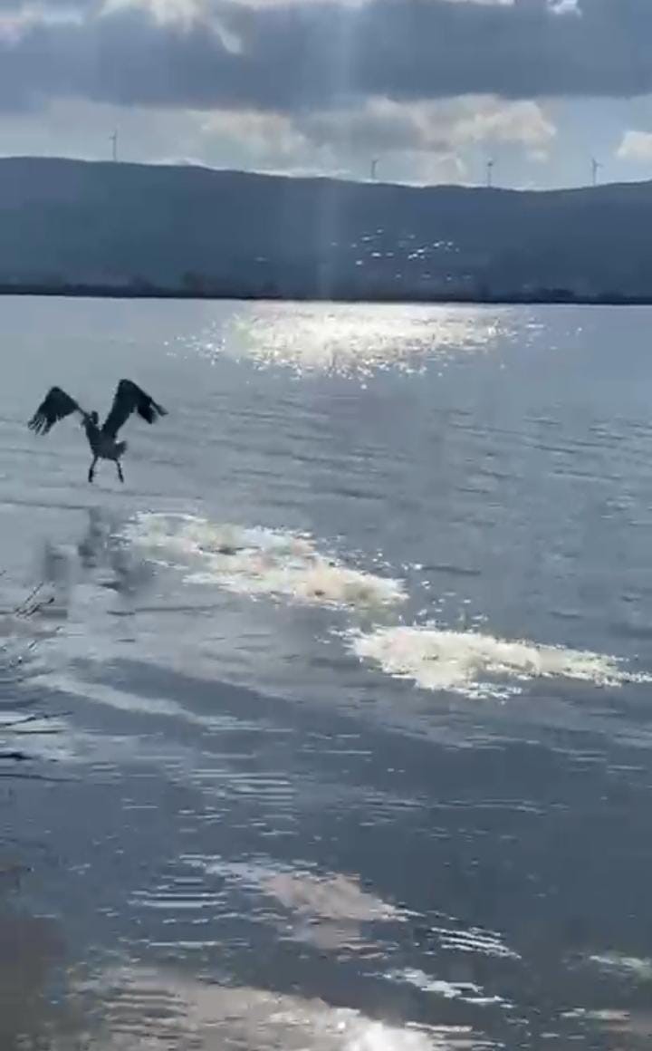 Bursa’da tedavisi tamamlanan ak pelikan doğaya salındı
