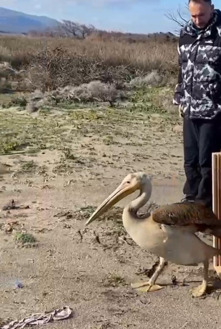 Bursa’da tedavisi tamamlanan ak pelikan doğaya salındı
