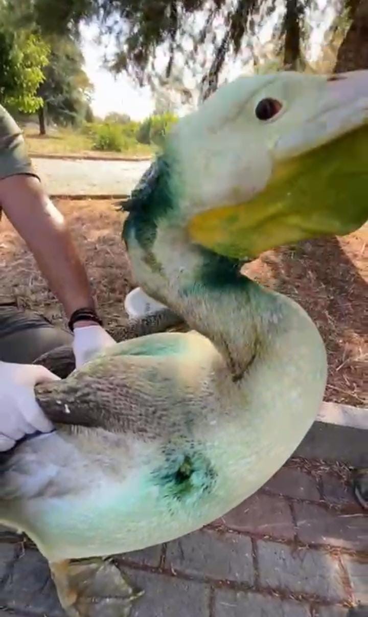 Bursa’da tedavisi tamamlanan ak pelikan doğaya salındı
