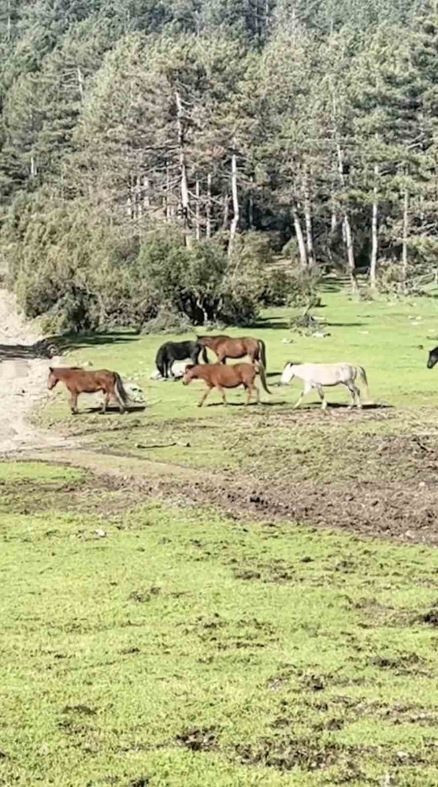 Bursa’da yılkı atlarının özgürlük gezisi
