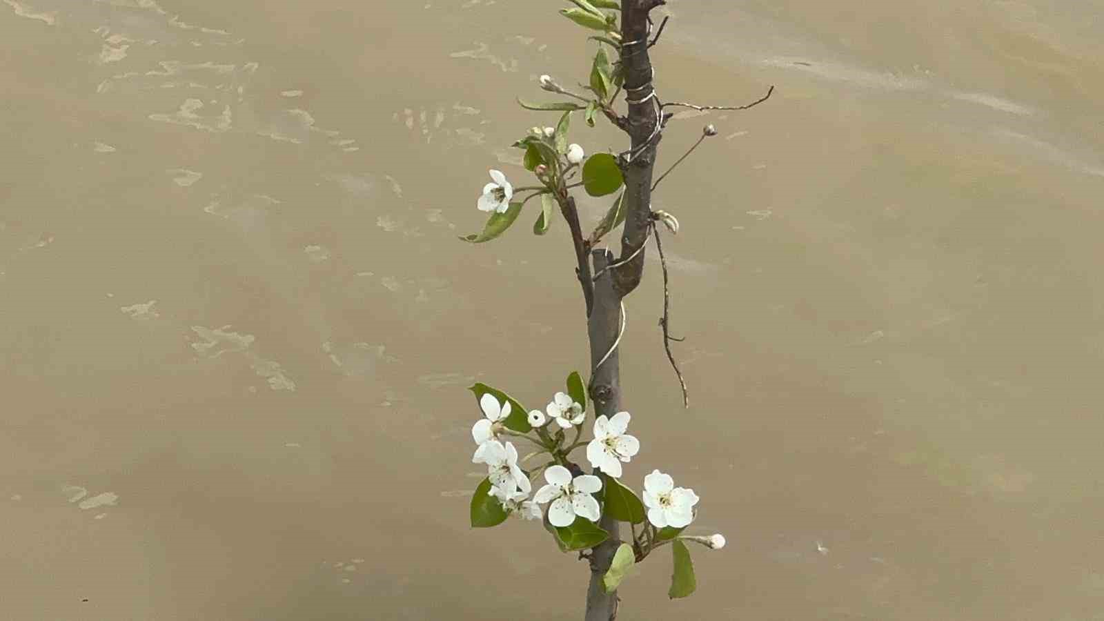 Bursa’da yüzlerce dönüm şeftali ve armut bahçesi su altında
