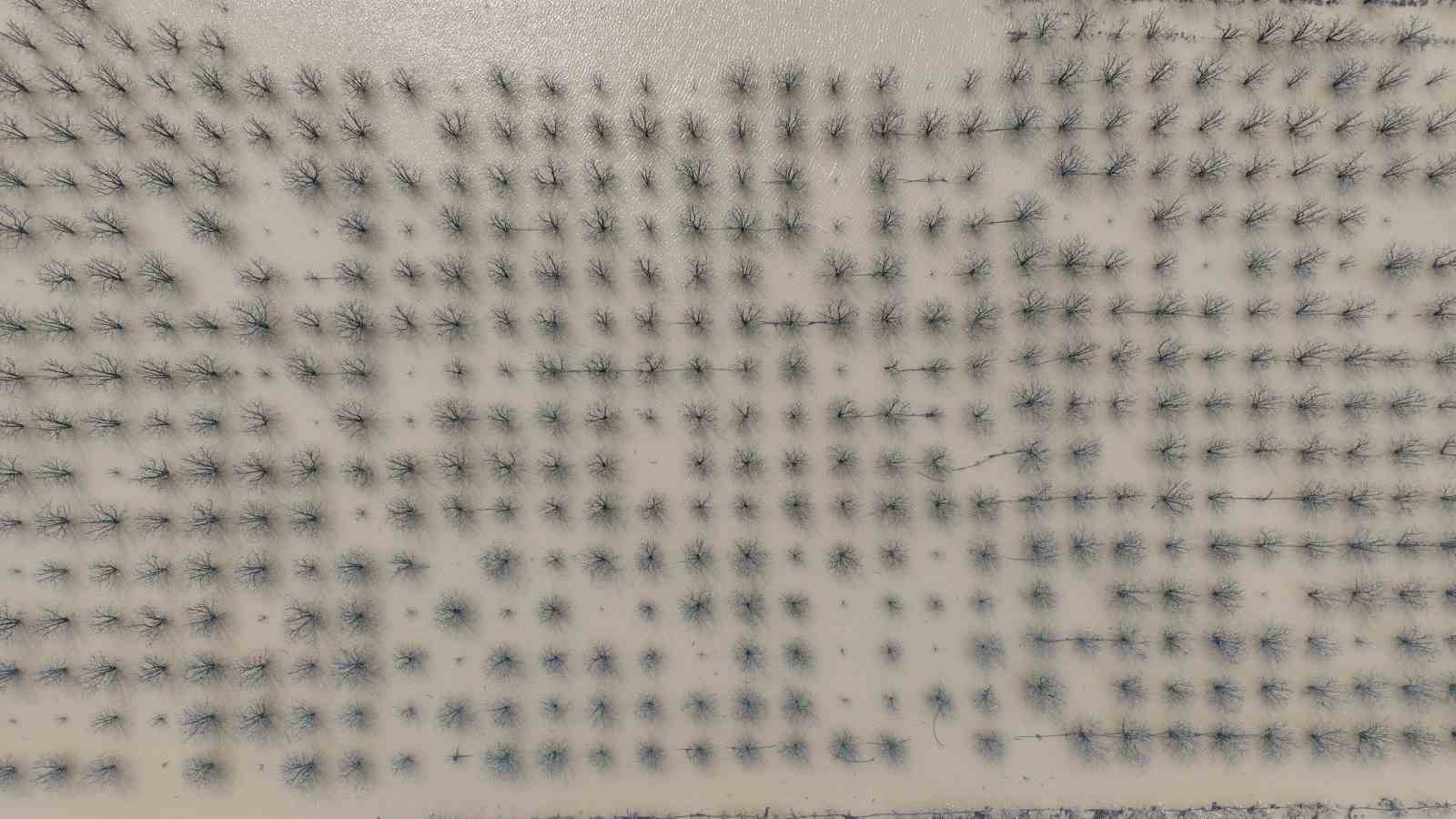 Bursa’da yüzlerce dönüm şeftali ve armut bahçesi su altında
