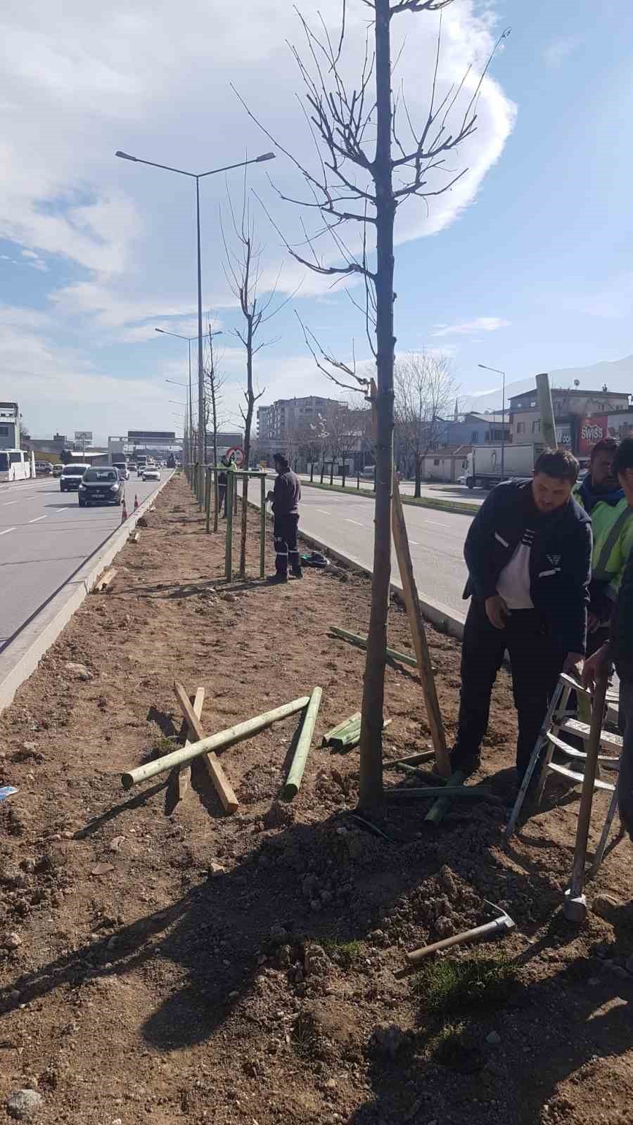 Bursa’nın 700 yıllık mirası 700 çınarla kök salıyor
