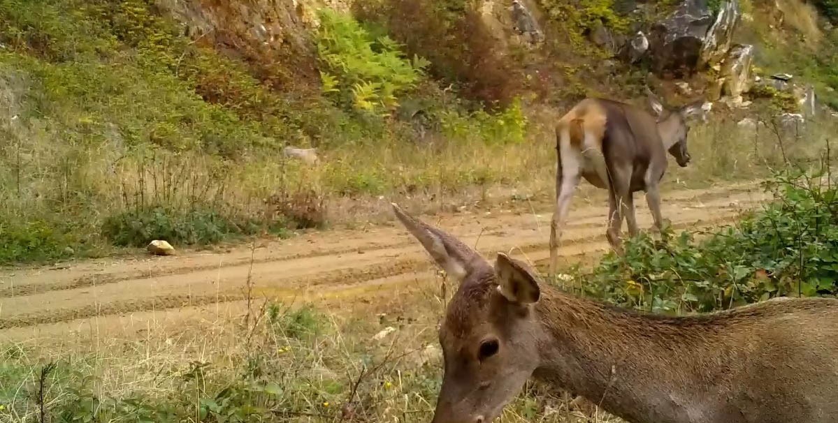 Bursa’nın kızıl geyikleri fotokapana takıldı
